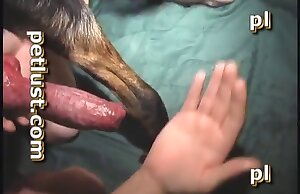 Động vật khiêu dâm với một anh chàng đam mê thực sự